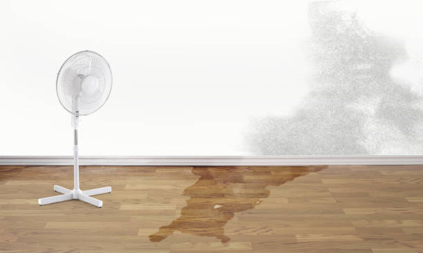 Best Basement water damage restoration  in Bowdon, GA